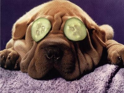 dogs_sharpei_002.jpg