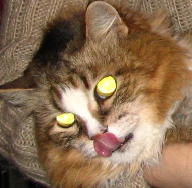 кошка.JPG