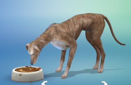 The Sims 4 Кошки и собаки: пять новых скриншотов животных от SimGuruEmory